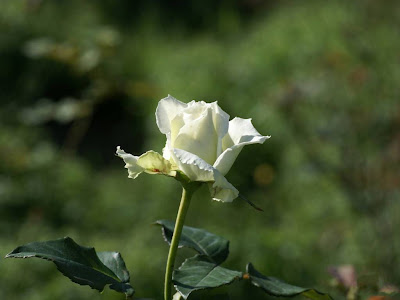 White Rose Normal Resolution HD Wallpaper 7