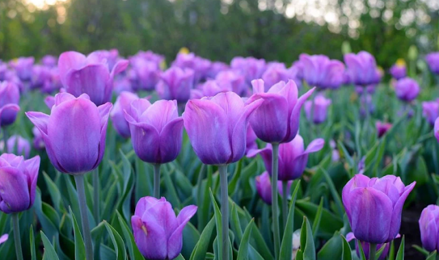 7-Interesting-Facts-About-Tulips,-Turns-Out-The-Petals-Are-Edible