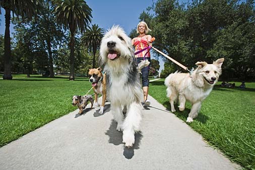 big dog breeds list. dog breeds list. Big Dog