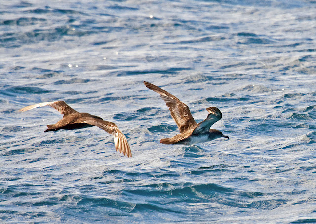 Sooty Shearwater and Pink-footed Shearwater