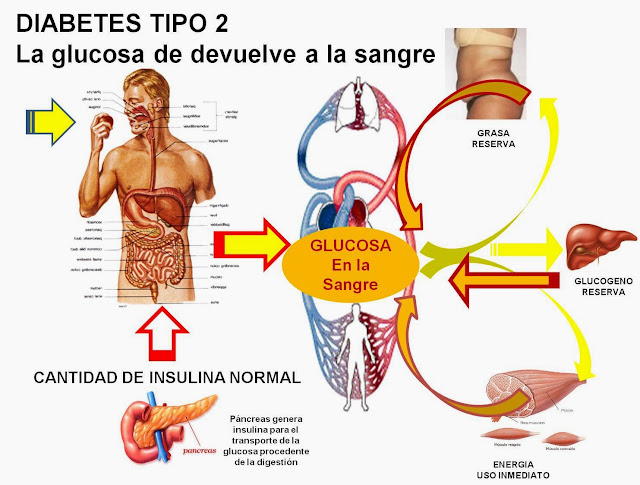 FLUJO DE LA GLUCOSA Y COMO AFECTA LA INSULINA EN DIABETES TIPO 2