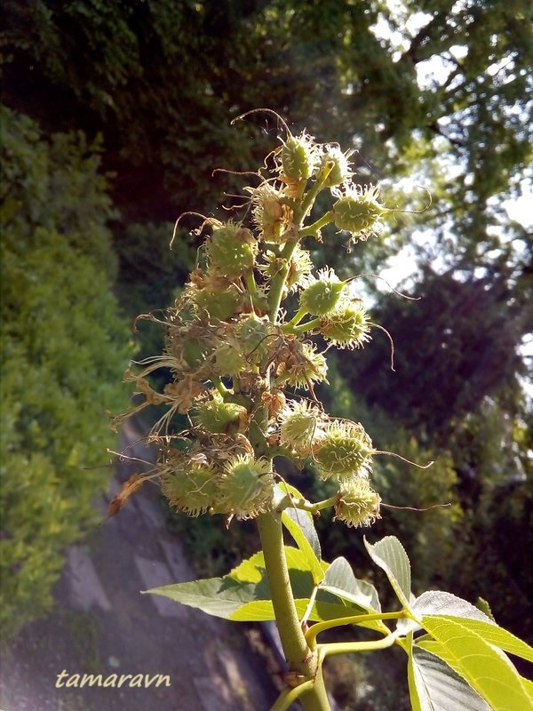 Конский каштан голый / Конский каштан гладкий (Aesculus glabra)