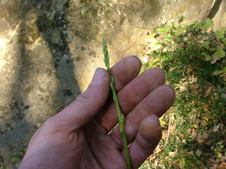 Des Asperges en Décembre !