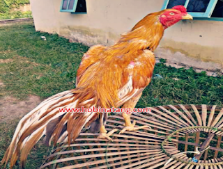  Ayam bangkok dikenal sebagai ayam aduan atau ayam petarung yang handal 10 Jenis Ayam Bangkok Terbaik dan Bagus untuk Dipelihara
