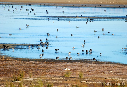 9. more coots-kab