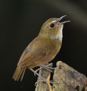 suara burung jongkangan gacor mp3