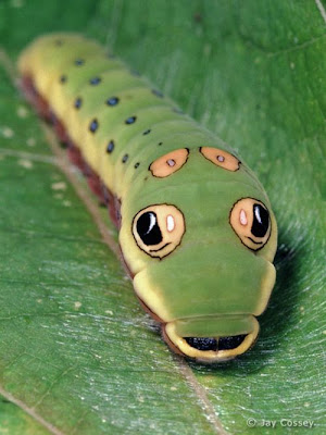 Spicebush Swallowtail Caterpillar Seen On www.coolpicturegallery.net