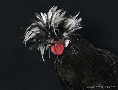 Cool-Chicks-amarjits-com (24)