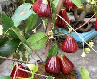 35 Jenis Tanaman  Buah  Dalam  Pot  Terbaru dan Terlengkap 