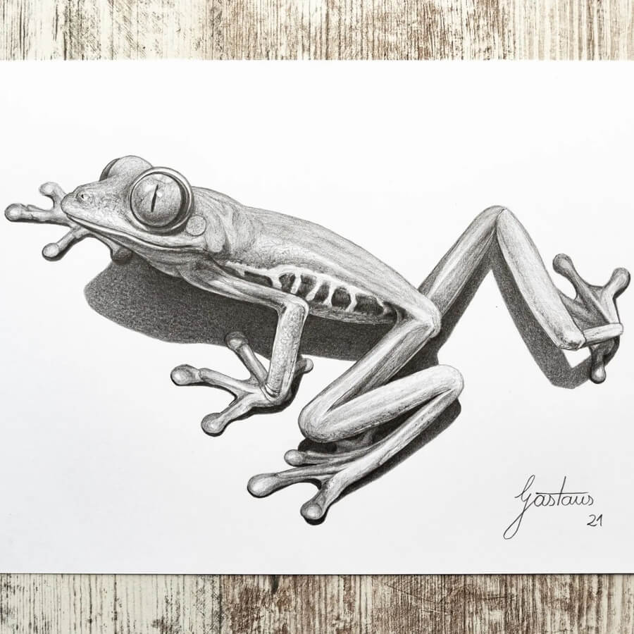 09-Big-eyed-frog-Pencil-Drawings-Gastaus-www-designstack-co