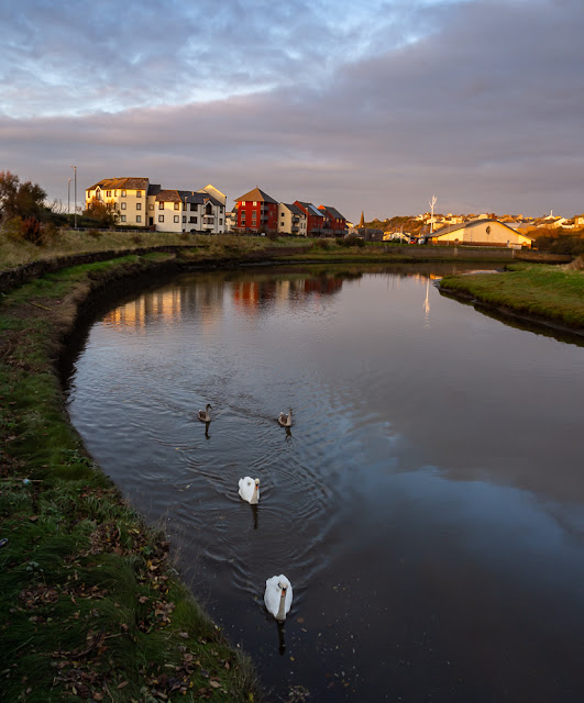 Photo of the Maryport swan family on the River Ellen at dusk