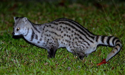 Ini Rupa Musang Congkok, Satwa Langka Asal Sumatera Barat