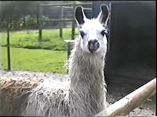 1998.09.09-004 lama