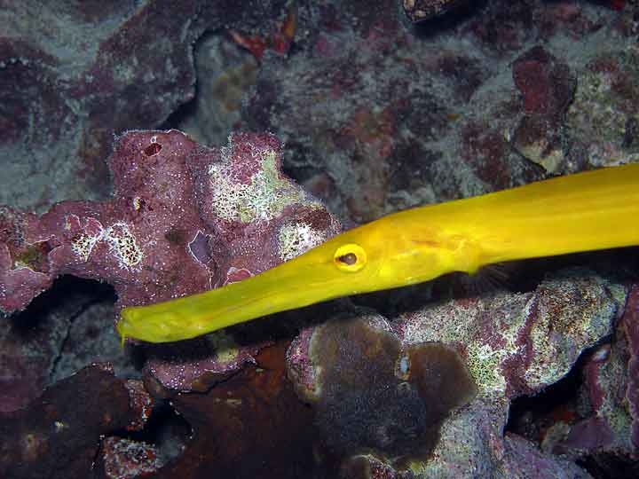 blue trumpet fish. Today was a great day to be