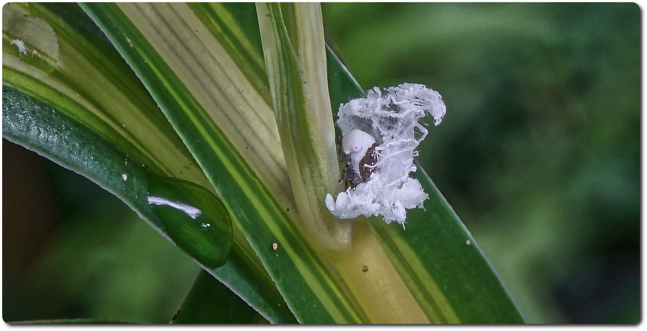 Jumping Spiders come in many shapes, colors and sizes. This is one of the strangest.