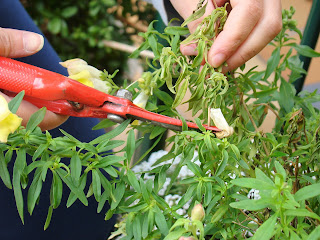 Dragonaria o boca de dragón (Antirrhinum majus f. nana)