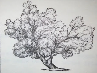 Tes BAUM Tree gambar 2