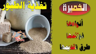 كيفية تقديم الخميرة لطيور الزينة