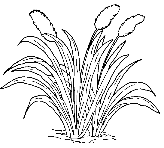 Sekitar Kawasan Sekolah Gambar  Outline Bunga Pokok 