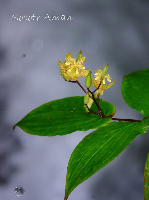 Tricyrtis latifolia