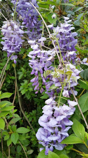 wisteria 1