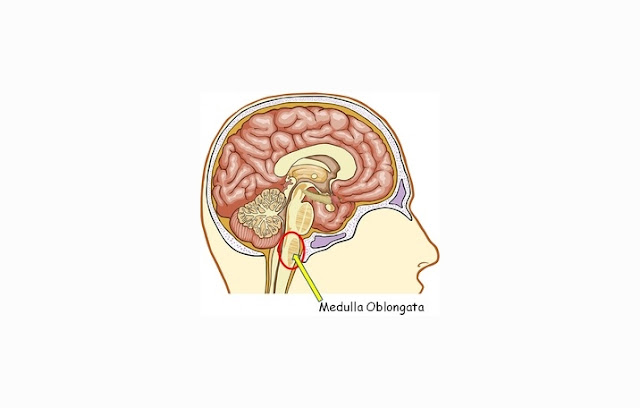 Definition, Structure and Functions of Medulla Oblongata