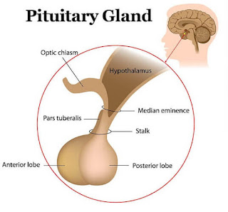 Pituitary