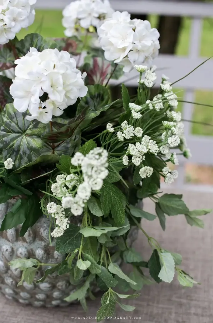 white geraniums and queen anne's lace in planter