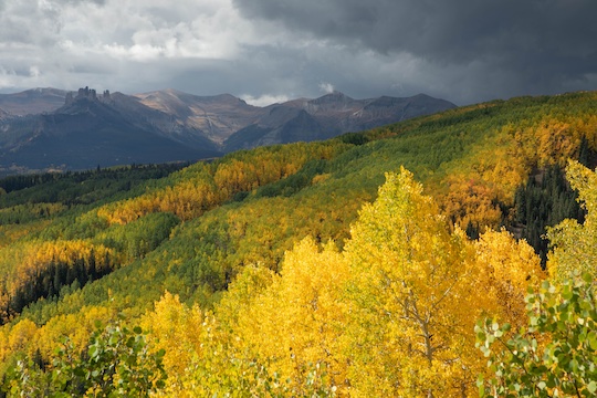 Golden Aspen near Ohio Pass