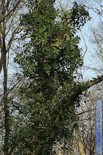 Hedera helix - Lierre grimpant - Lierre commun