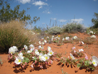 Photo of wildflowers in Red Hills Desert Reserve by roland Lee