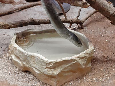 Mamba negra - Parque de la Naturaleza de Cabárceno - Cantabria