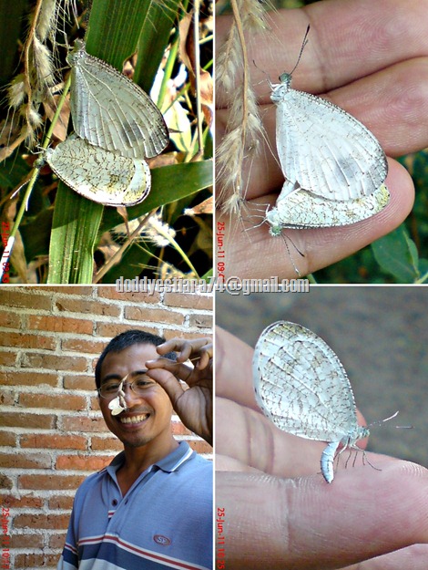 Kupu-kupu Psyche (Leptosia nina) 