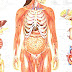 Human Body - Female Human Body Organs