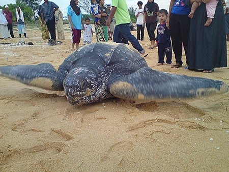 Penyu Belimbing mendarat di Rantau Abang, Terengganu