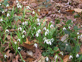 snowdrops