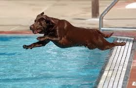 cães em piscinas