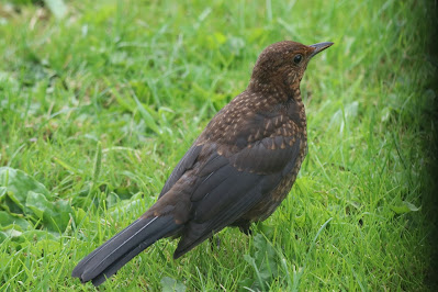 Klyster - Merel - Turdus merula