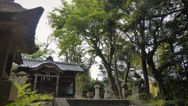 鳥取県西部の道祖神、犬田神社の椿の木