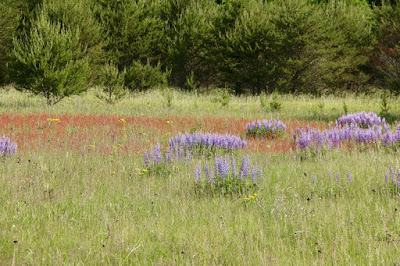 lupine, sheep sorrel and hoary puccoon at Carlos Avery Wildlife Management Area