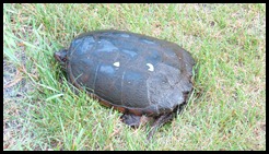 turtle turtle