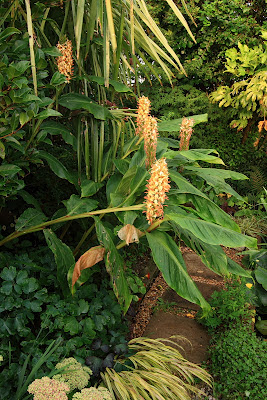 Hedychium 'Stephen' in the garden