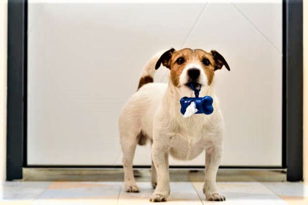 How to Stop Dogs From Eating Feces Canine Coprophagia - How to Stop Dogs From Eating Feces