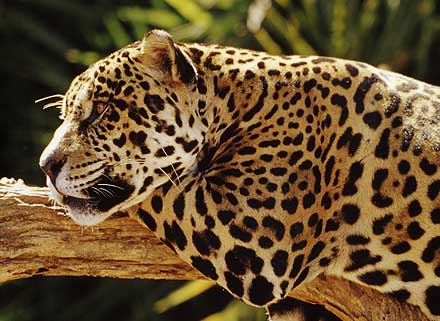 Jaguar on Verdigo  El Jaguar En Riesgo De Desarrollo En M  Xico