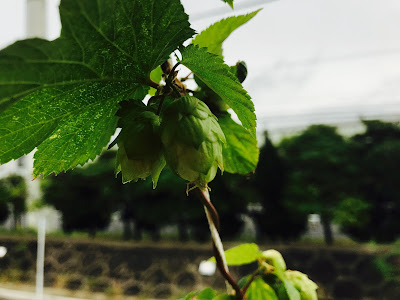 センテニアル　ホップ　毬花