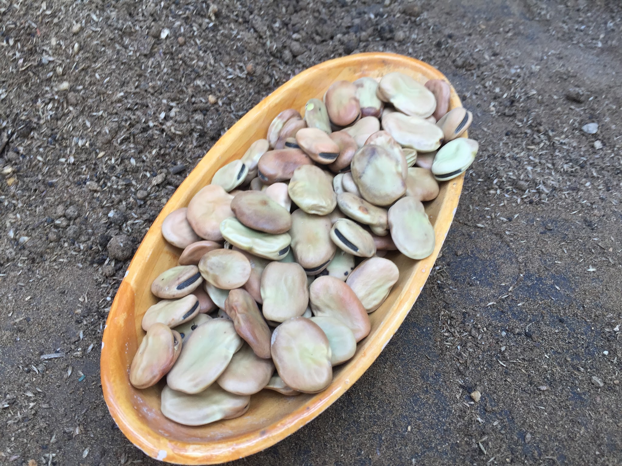 Broad bean seeds can be sown directly into the ground, or containers outside. Performs well in low light conditions and is hardy, this broad bean is great.