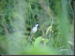 IMG_9398 copy