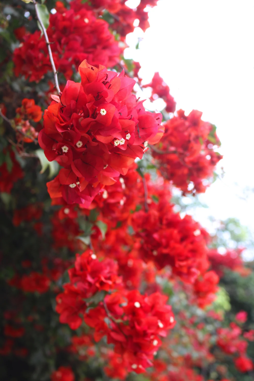 Bougainvillea flowers in Lima, Peru - travel blog