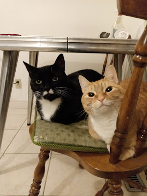 Cedar(tuxedo cat) & Helix(ginger cat) posing on a chair