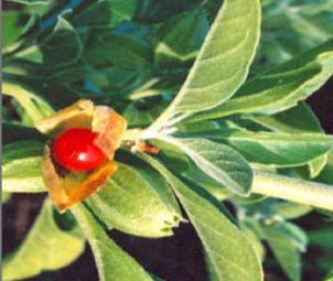 Ashwagandha Reduces Cortisol Levels